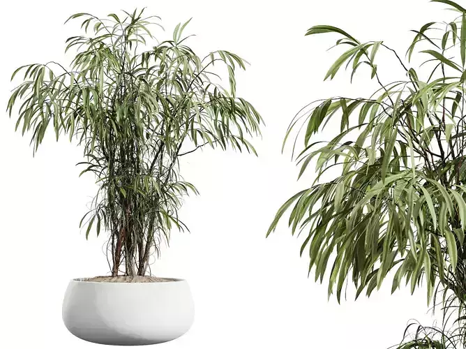 AV HousePlants Japandi Minimalism Ficus Dracaena Marginata22
