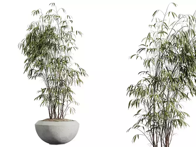 AV HousePlants Japandi Minimalism Ficus Dracaena Marginata23