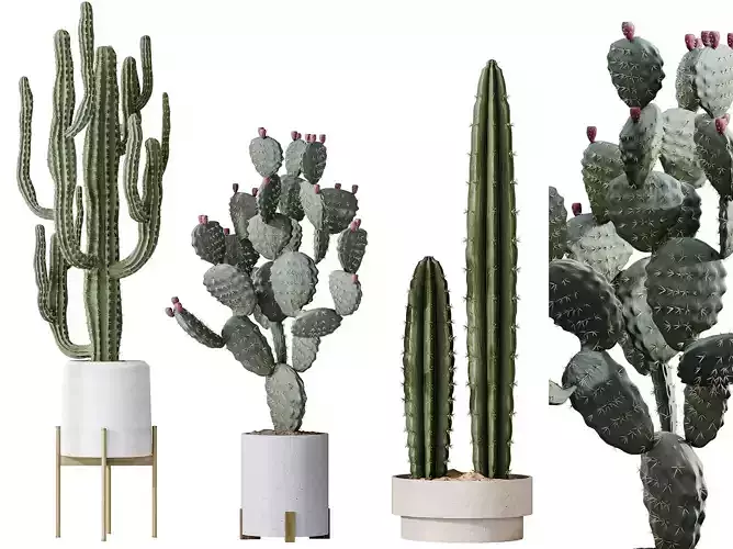 AV Indoor plants set 201 Cactus  3D model