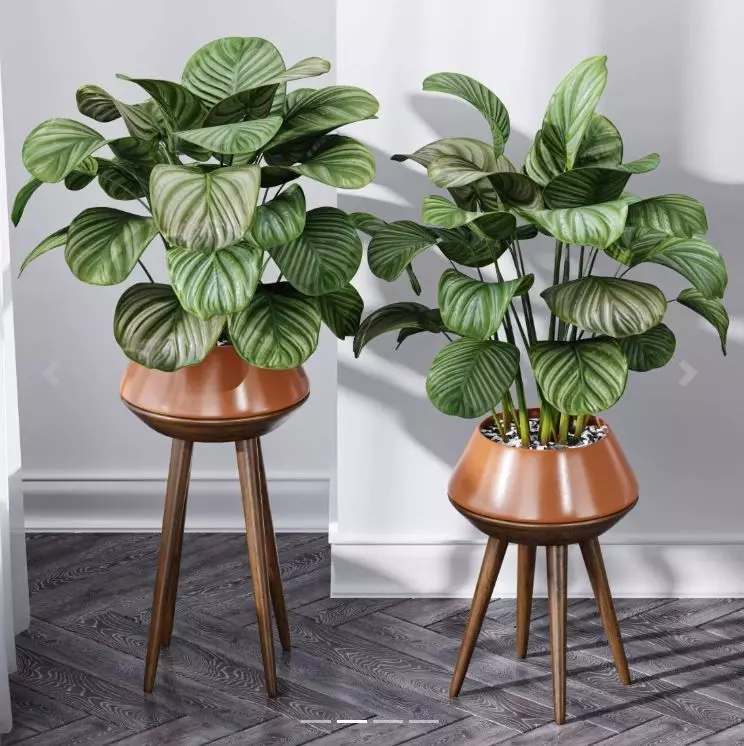 Calathea Orbifolio House Plant 3D model_0