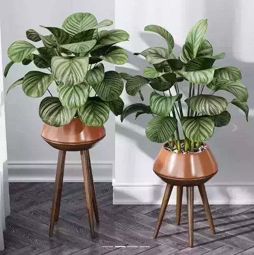Calathea Orbifolio House Plant 3D model