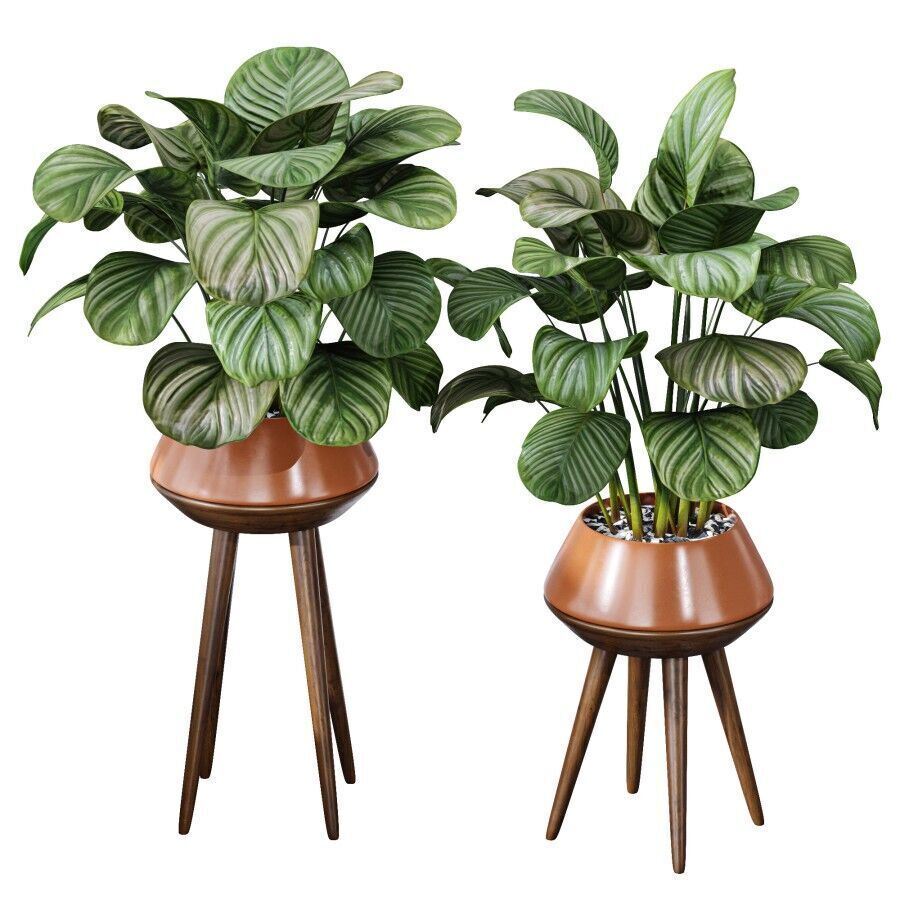 Calathea Orbifolio House Plant 3D model_3