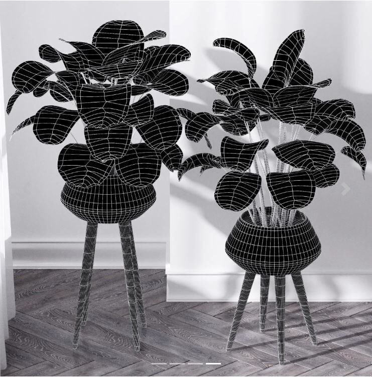 Calathea Orbifolio House Plant 3D model_2