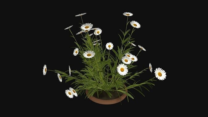 Camomile field grass chamomile garden R3 Low-poly 3D model