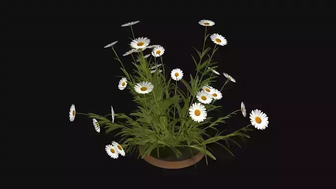 Camomile field grass chamomile garden R3