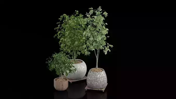 Indoor Plants