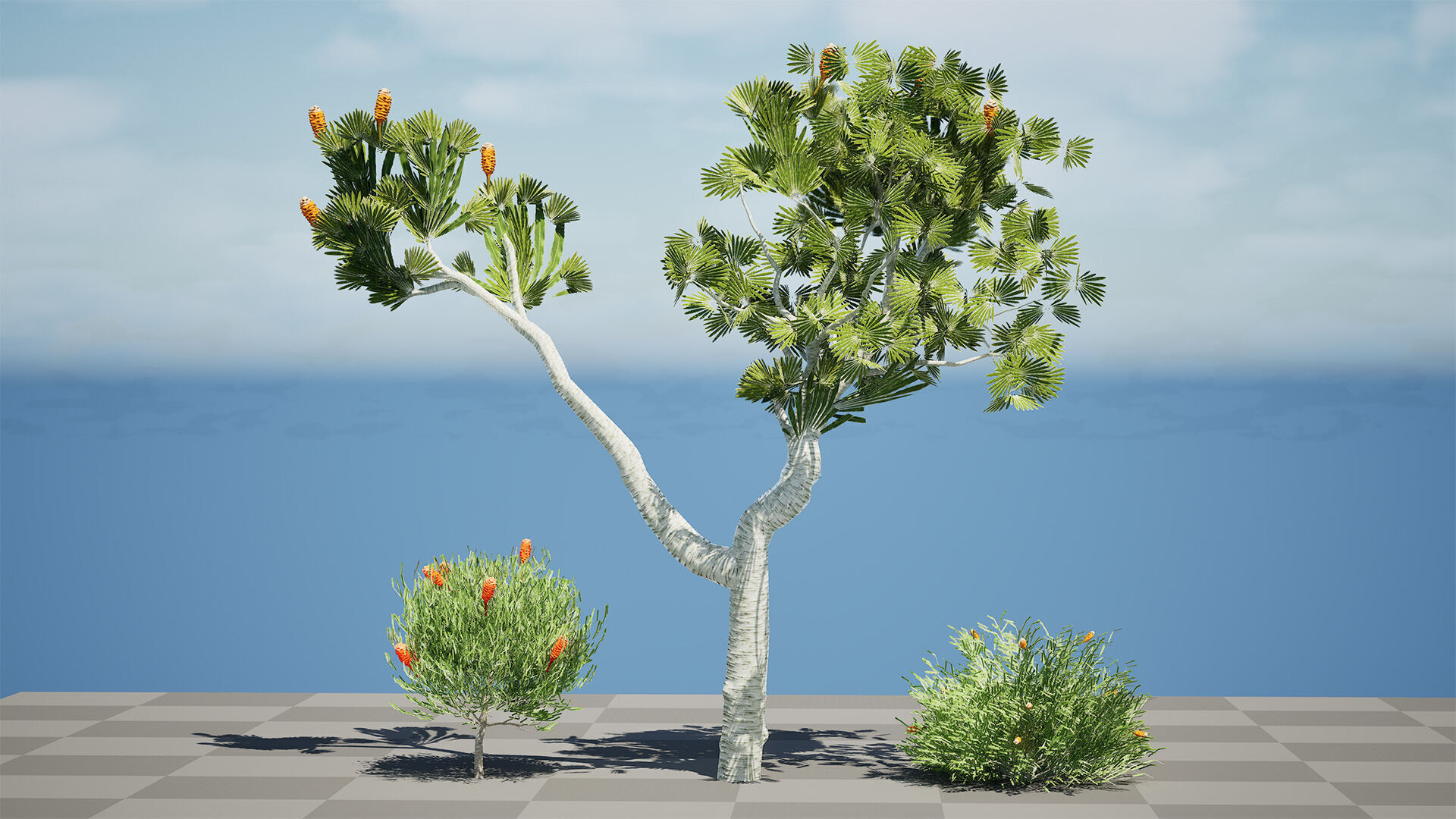 Australia Banksia Tree with free 3d shrub tutorial Low-poly 3D model_11