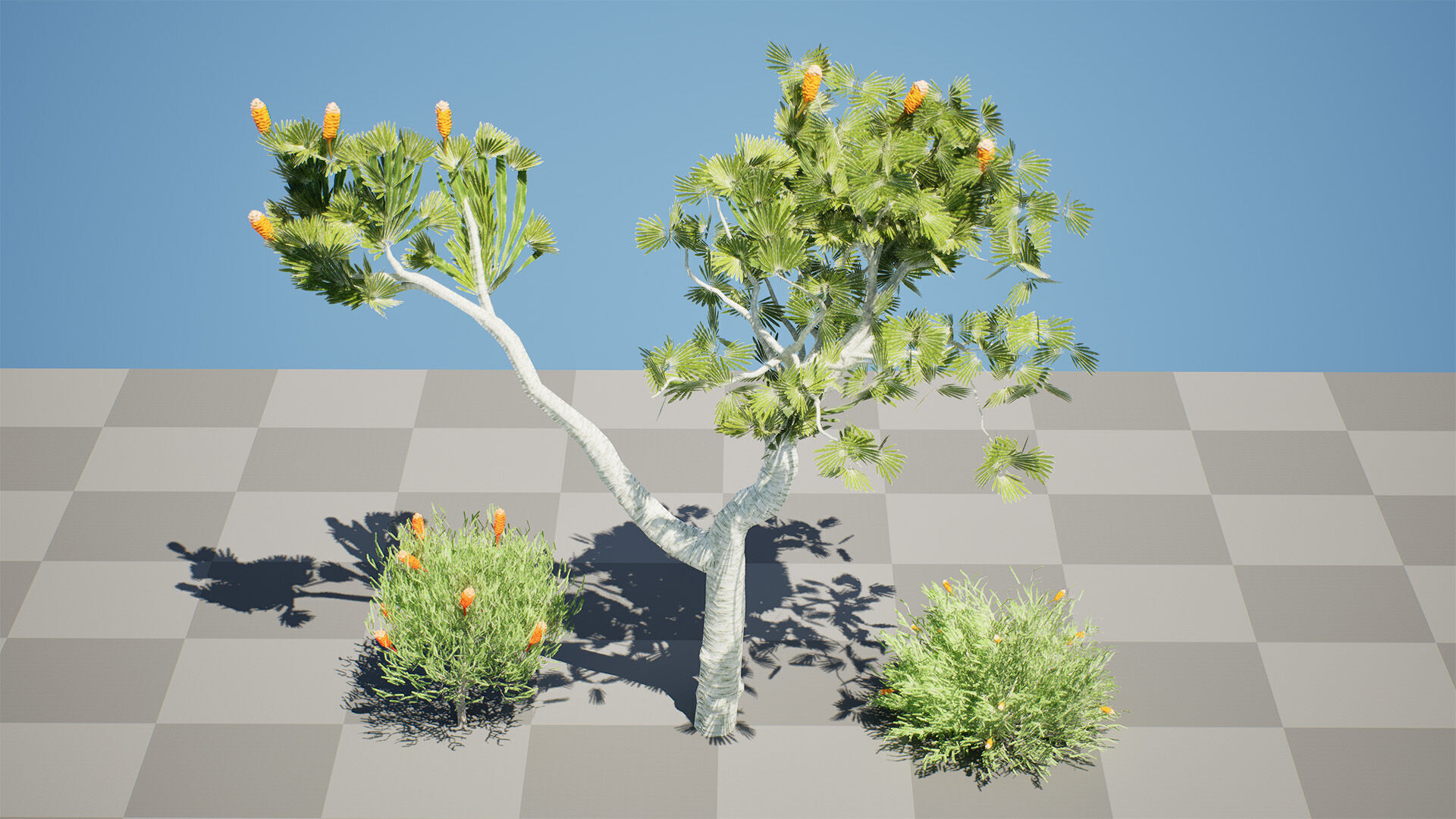 Australia Banksia Tree with free 3d shrub tutorial Low-poly 3D model_10