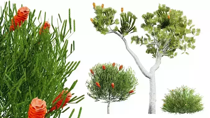 Australia Banksia Tree with free 3d shrub tutorial Low-poly 3D model