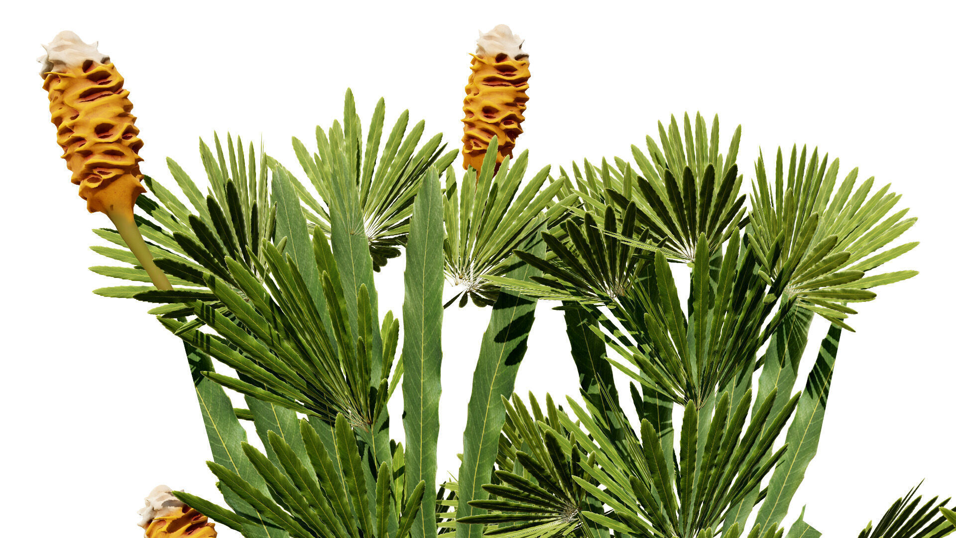 Australia Banksia Tree with free 3d shrub tutorial Low-poly 3D model_5
