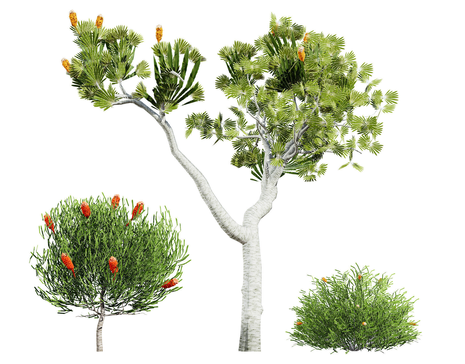Australia Banksia Tree with free 3d shrub tutorial Low-poly 3D model_2