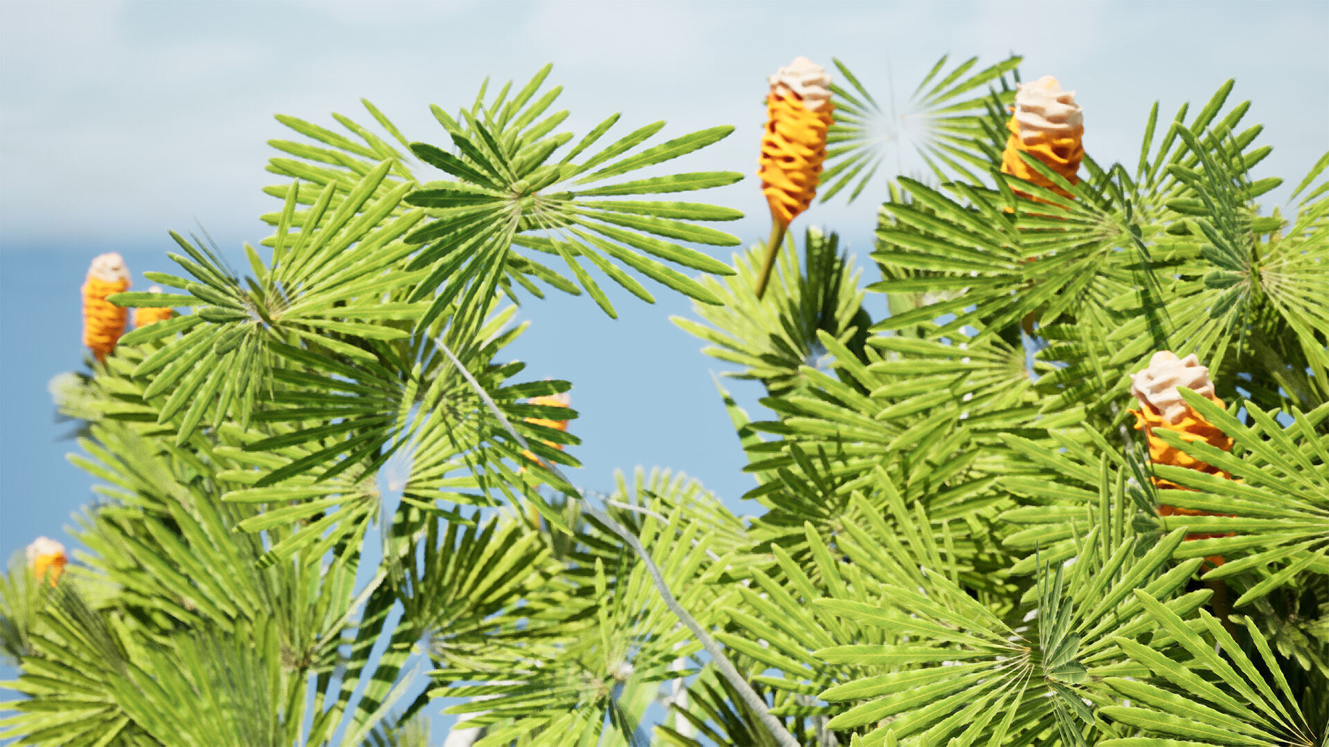 Australia Banksia Tree with free 3d shrub tutorial Low-poly 3D model_12