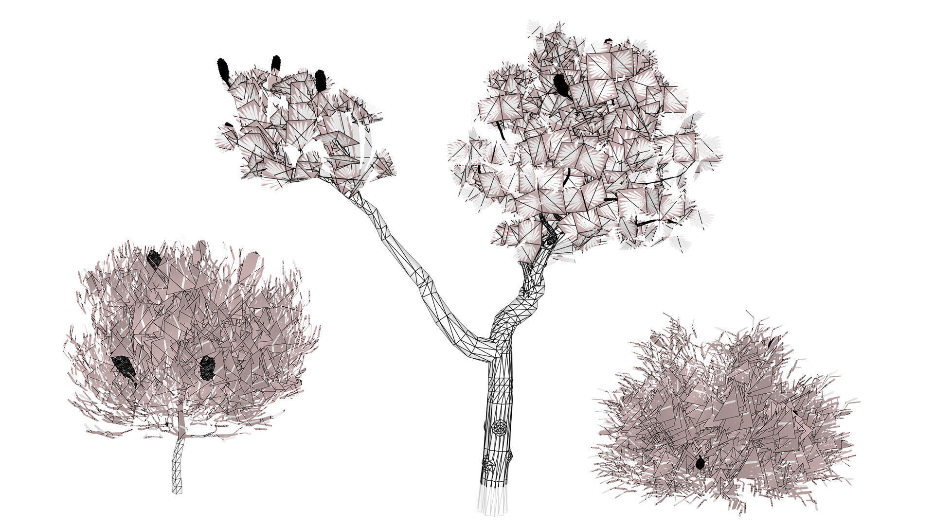 Australia Banksia Tree with free 3d shrub tutorial Low-poly 3D model_13