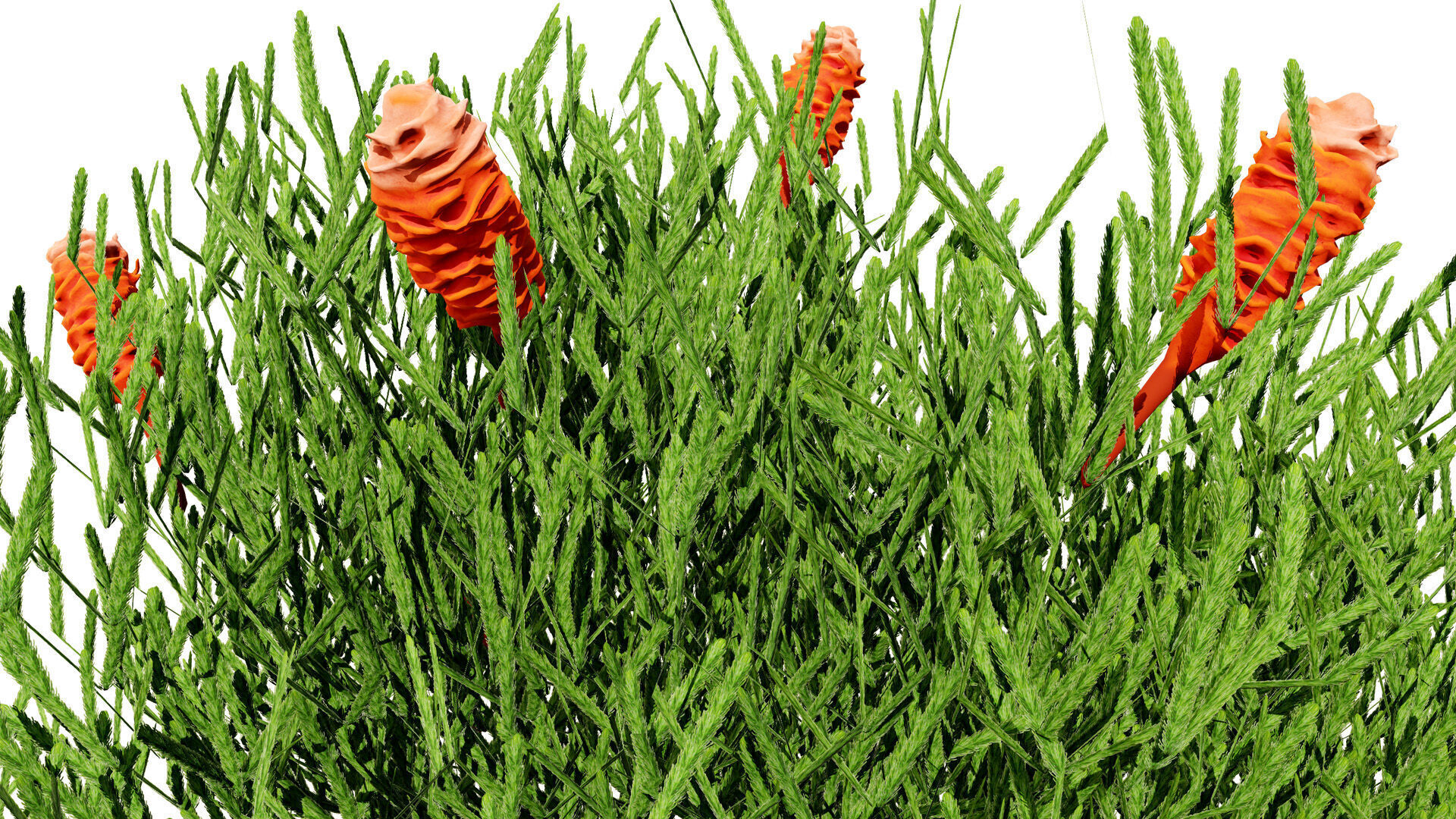 Australia Banksia Tree with free 3d shrub tutorial Low-poly 3D model_7