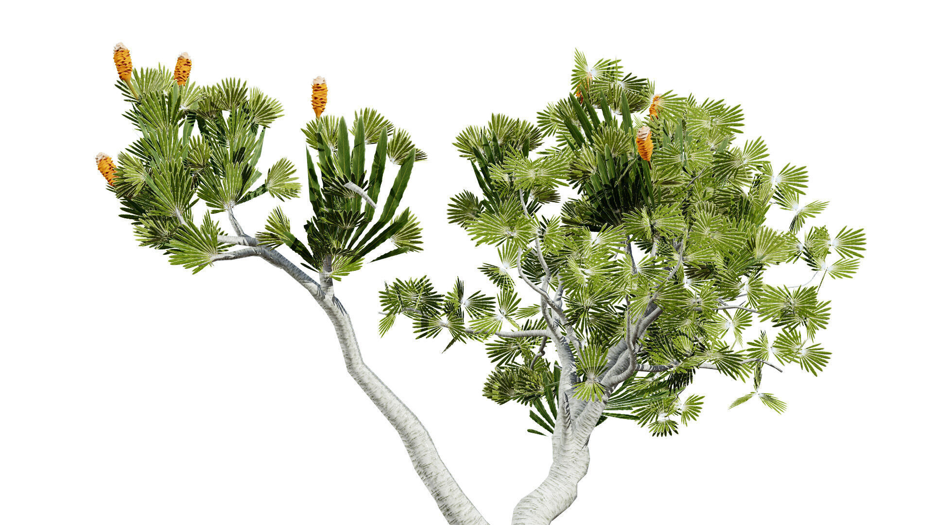 Australia Banksia Tree with free 3d shrub tutorial Low-poly 3D model_3