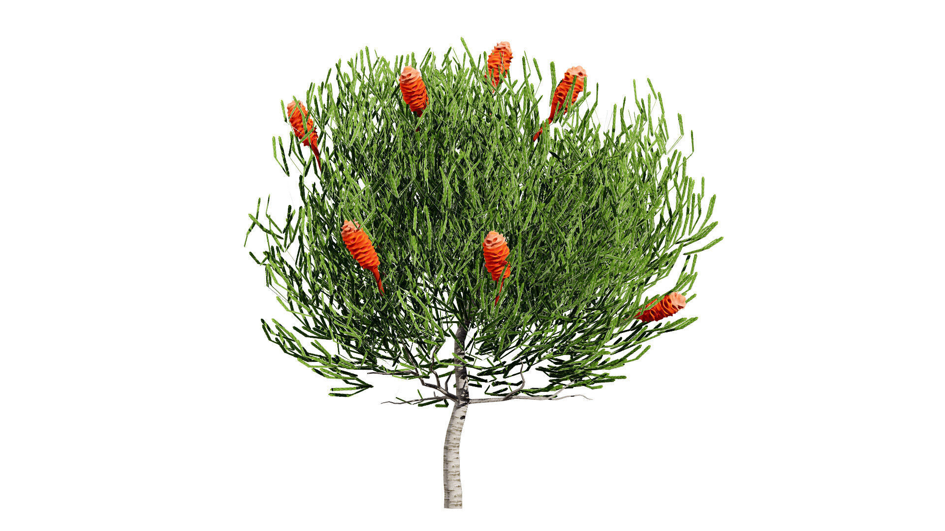 Australia Banksia Tree with free 3d shrub tutorial Low-poly 3D model_8