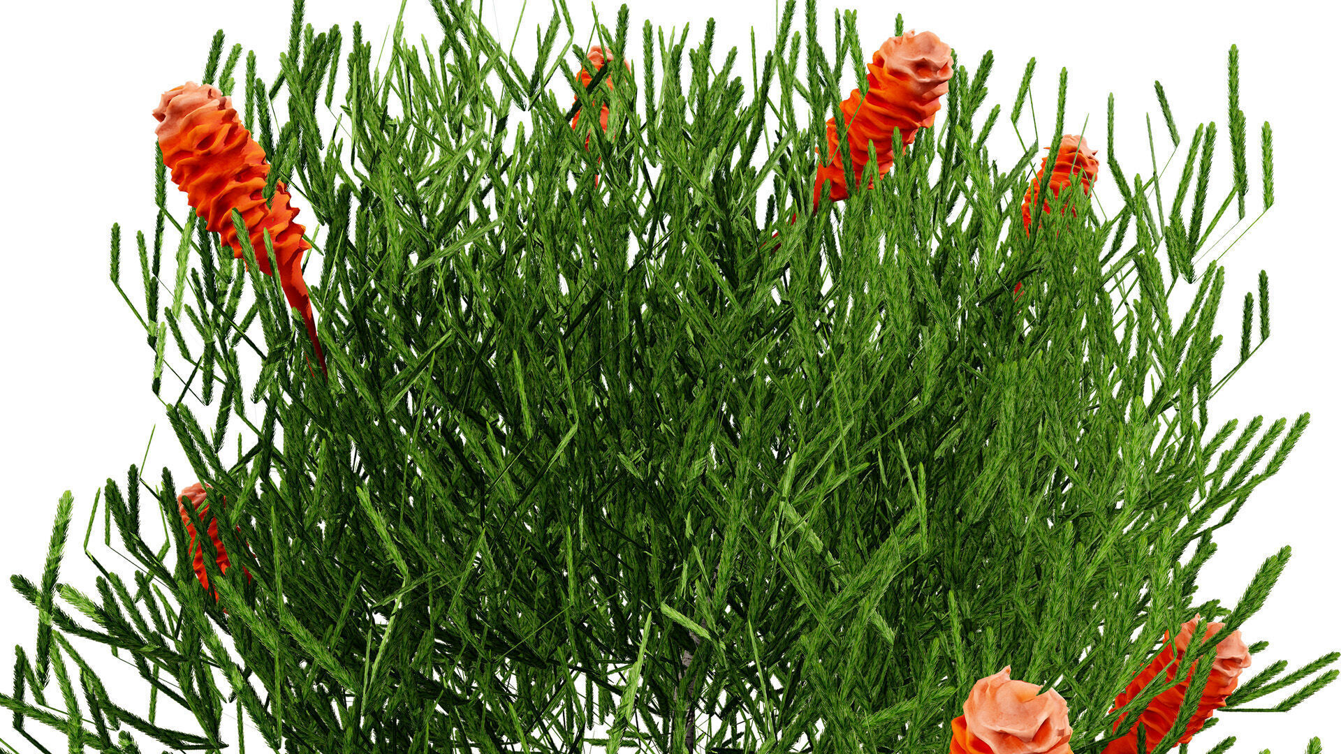 Australia Banksia Tree with free 3d shrub tutorial Low-poly 3D model_9