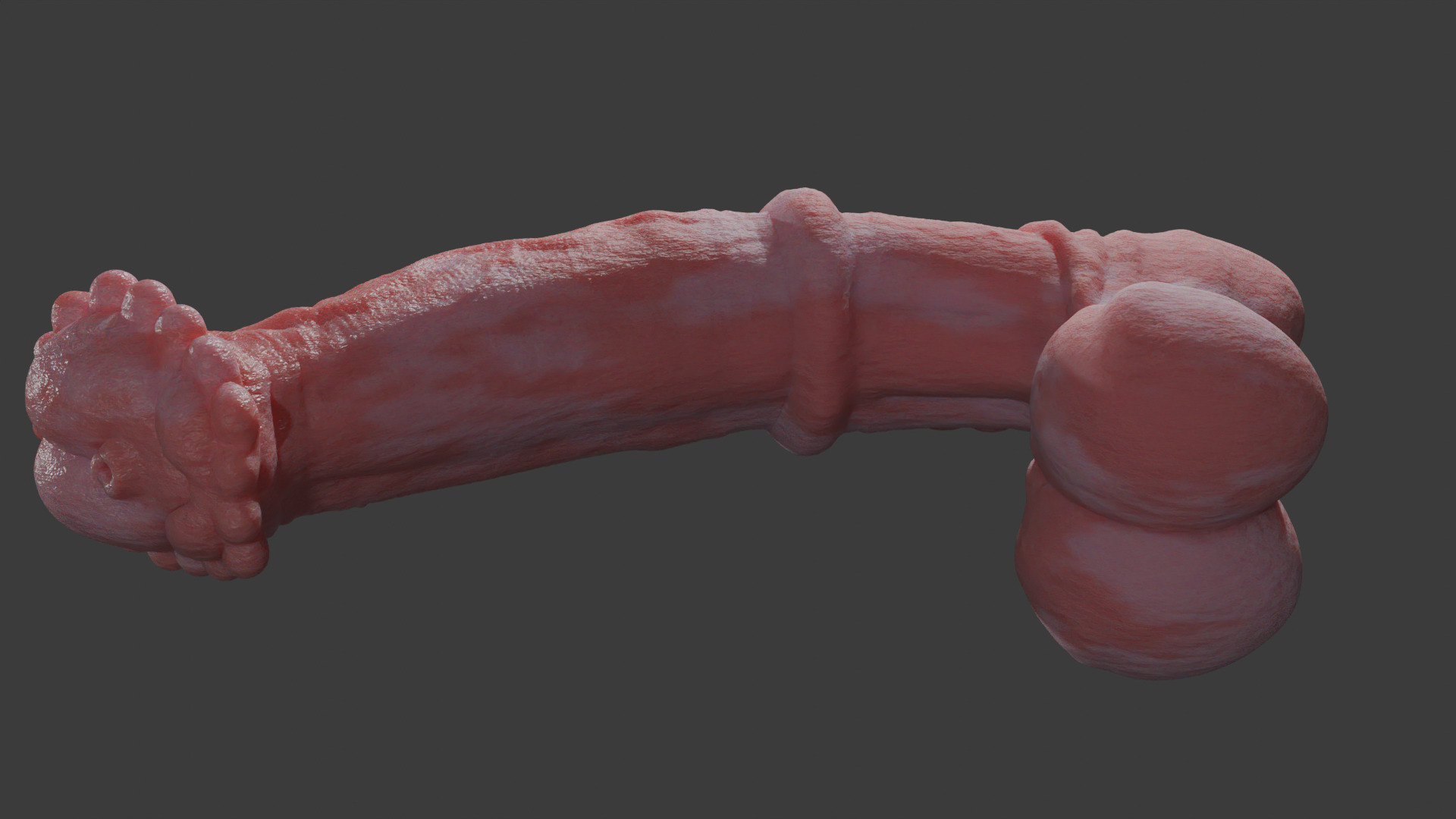 Horse Penis Albino Rigged Low-poly 3D model_10