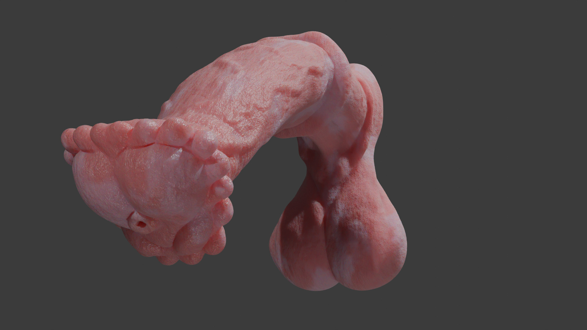 Horse Penis Albino Rigged Low-poly 3D model_12