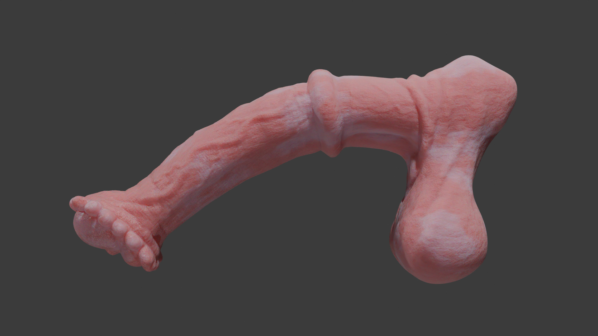 Horse Penis Albino Rigged Low-poly 3D model_8