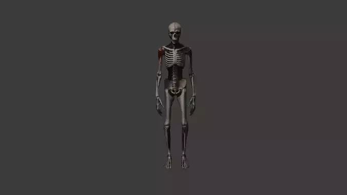 Bloody Skeleton Enemy Model Perfect for Horror Games