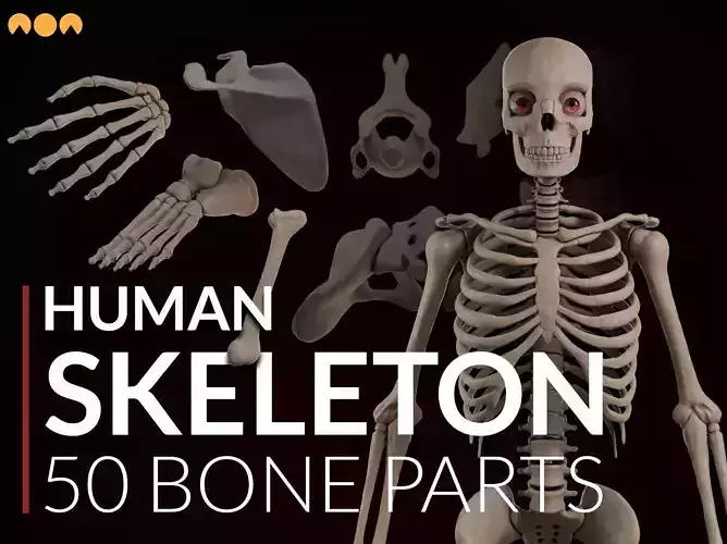 Human Skeleton Toolkit 3D model