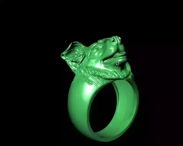 Border Collie ring