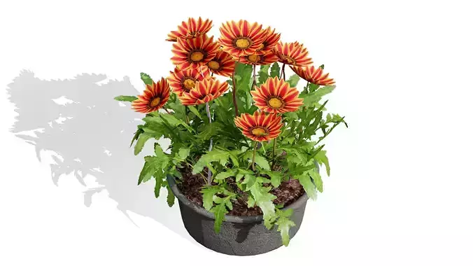 Southern Africa Gazania Flower 3D Model Low-poly 3D model