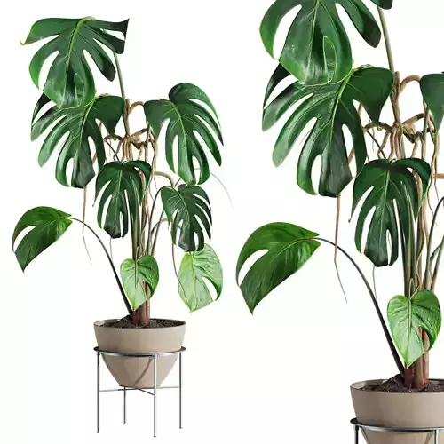 monstera plant