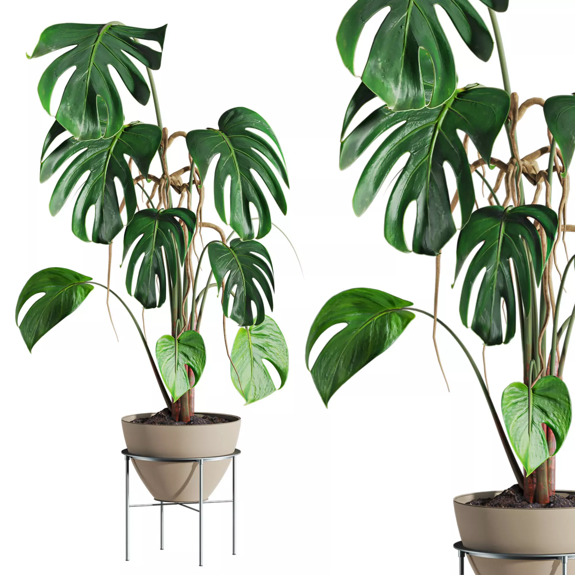 monstera plant 3D model