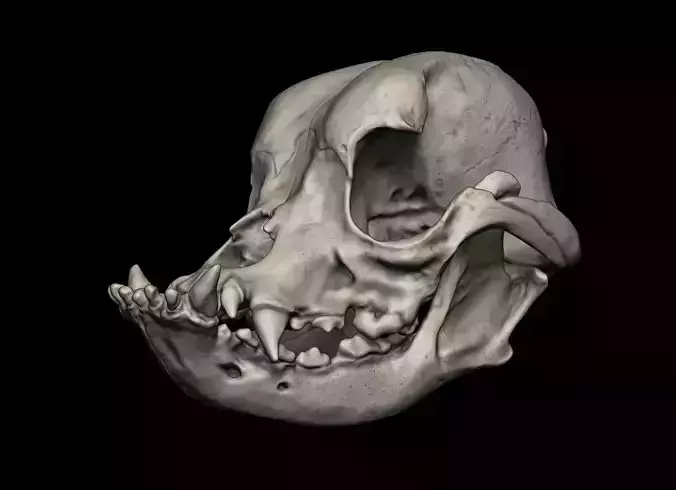 English Bulldog Skull 3d print model