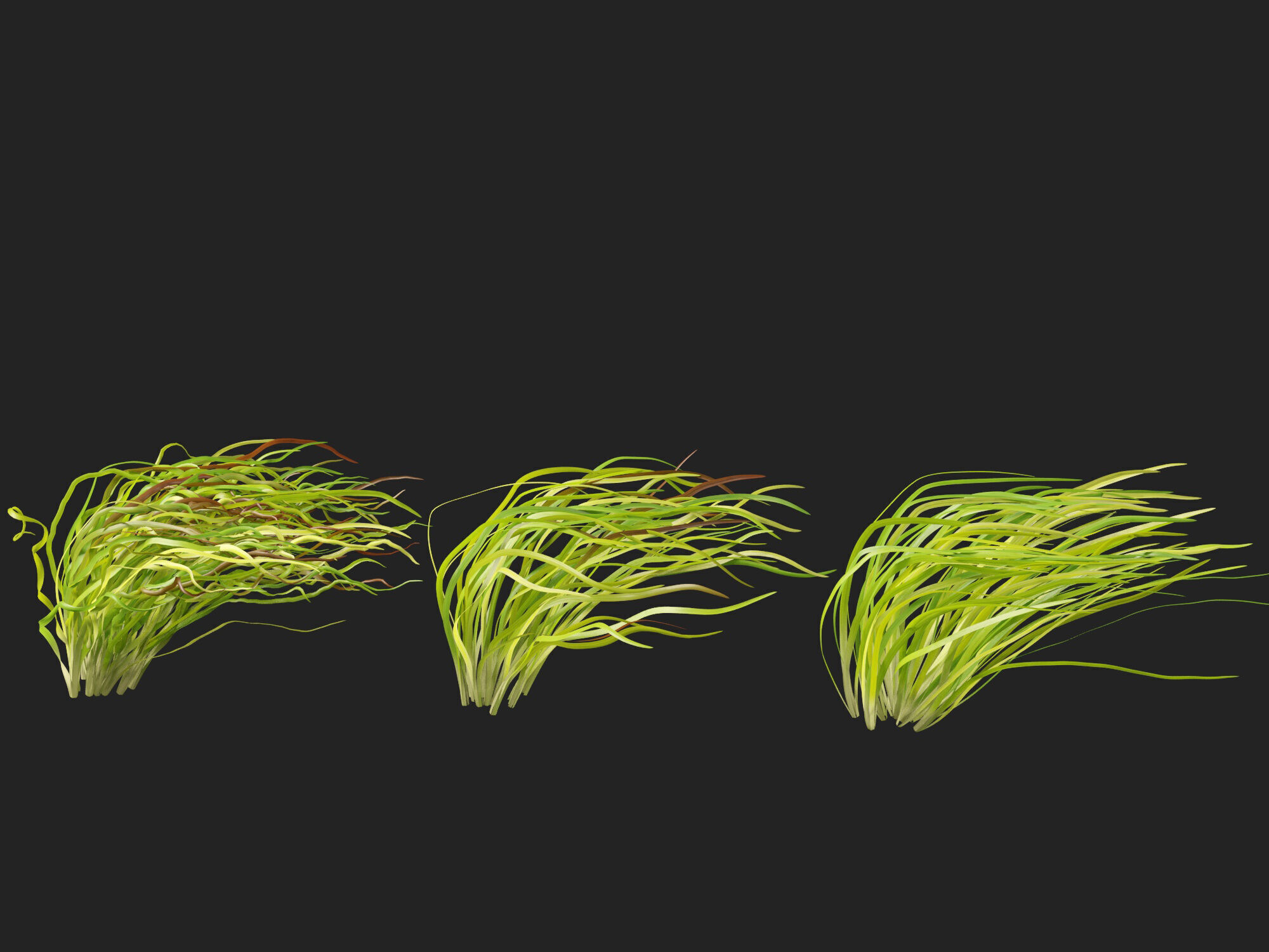 Highpoly LowPoly -  Vallisneria americana - eelgrass Low-poly 3D model_2