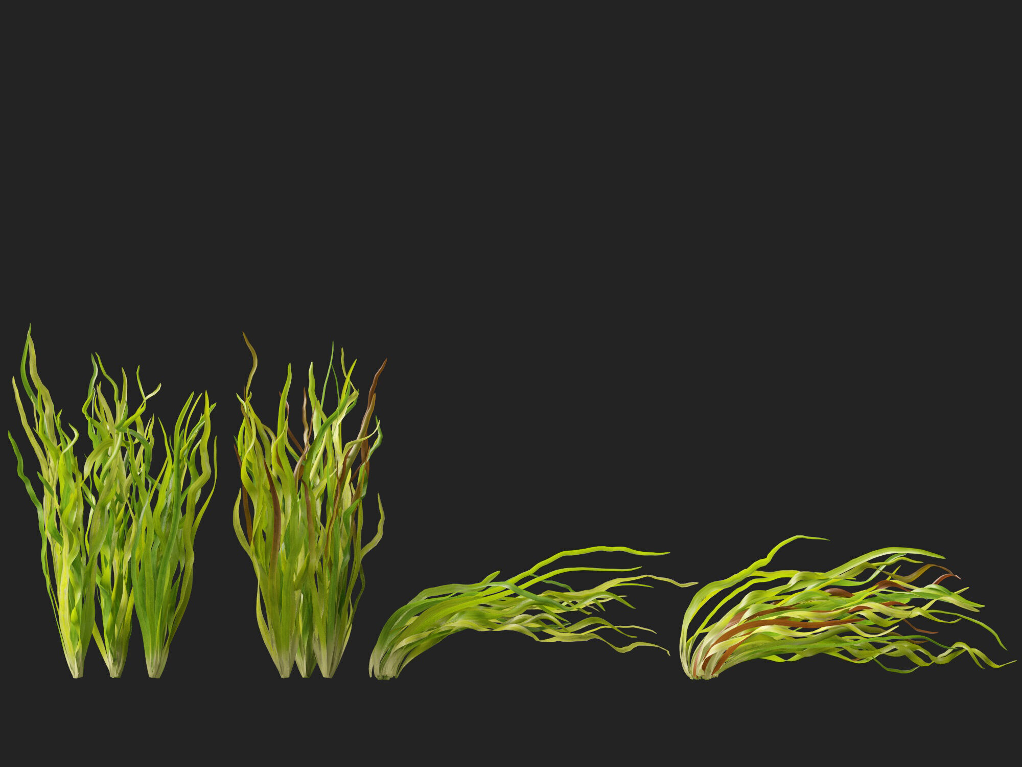 Highpoly LowPoly -  Vallisneria americana - eelgrass Low-poly 3D model_12