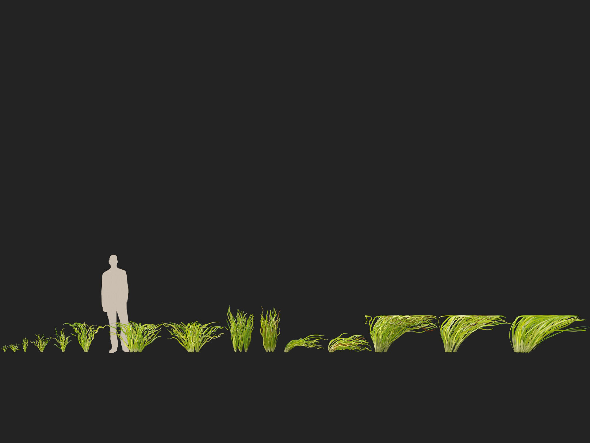 Highpoly LowPoly -  Vallisneria americana - eelgrass Low-poly 3D model_6