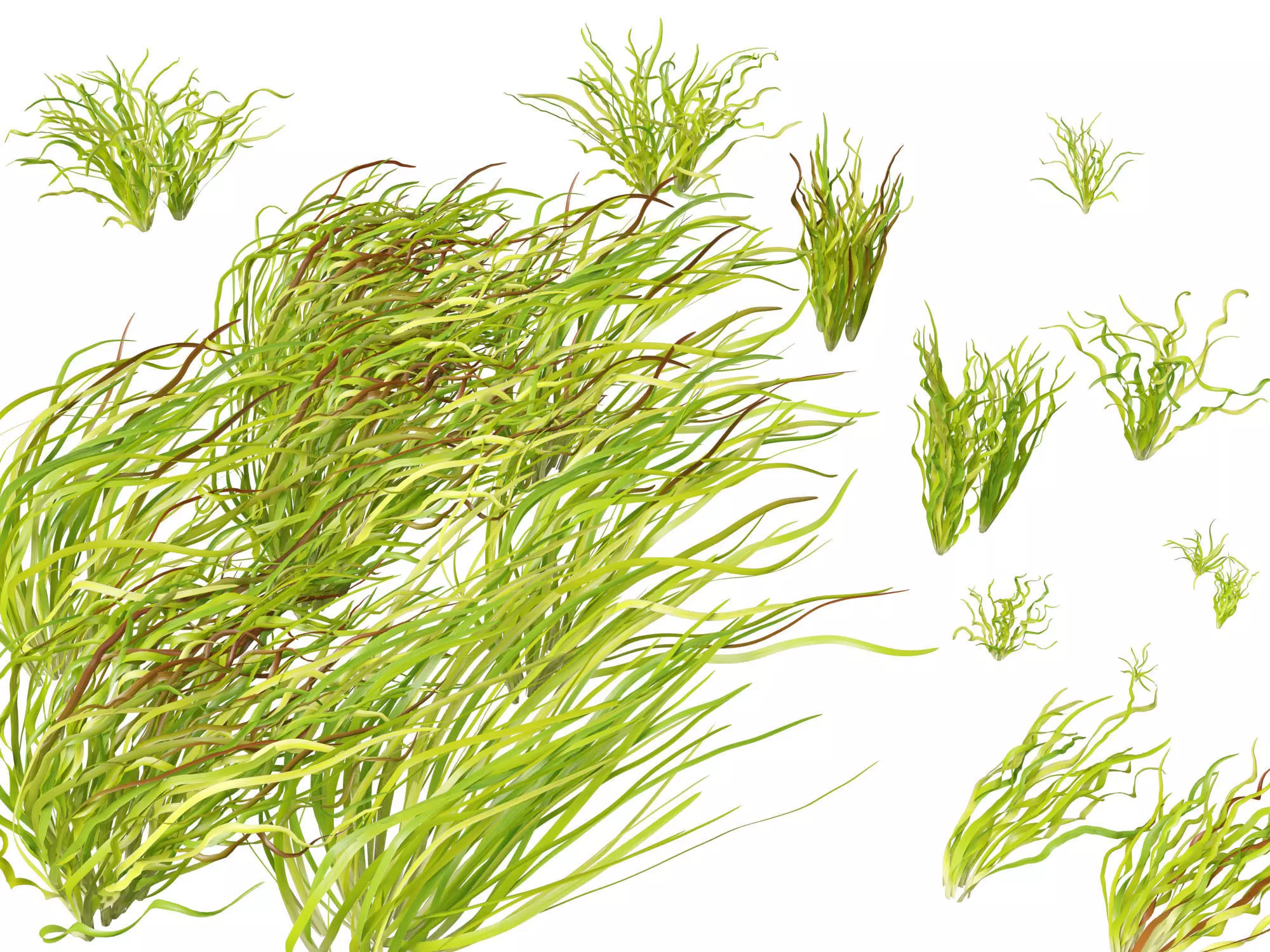 Highpoly LowPoly -  Vallisneria americana - eelgrass Low-poly 3D model_0
