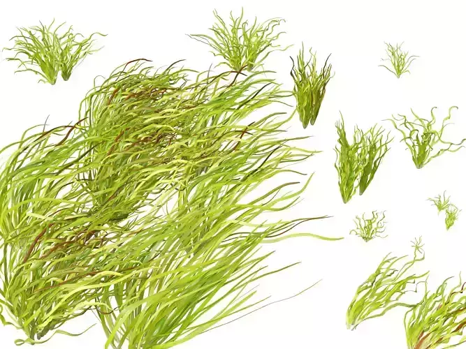 Highpoly LowPoly -  Vallisneria americana - eelgrass