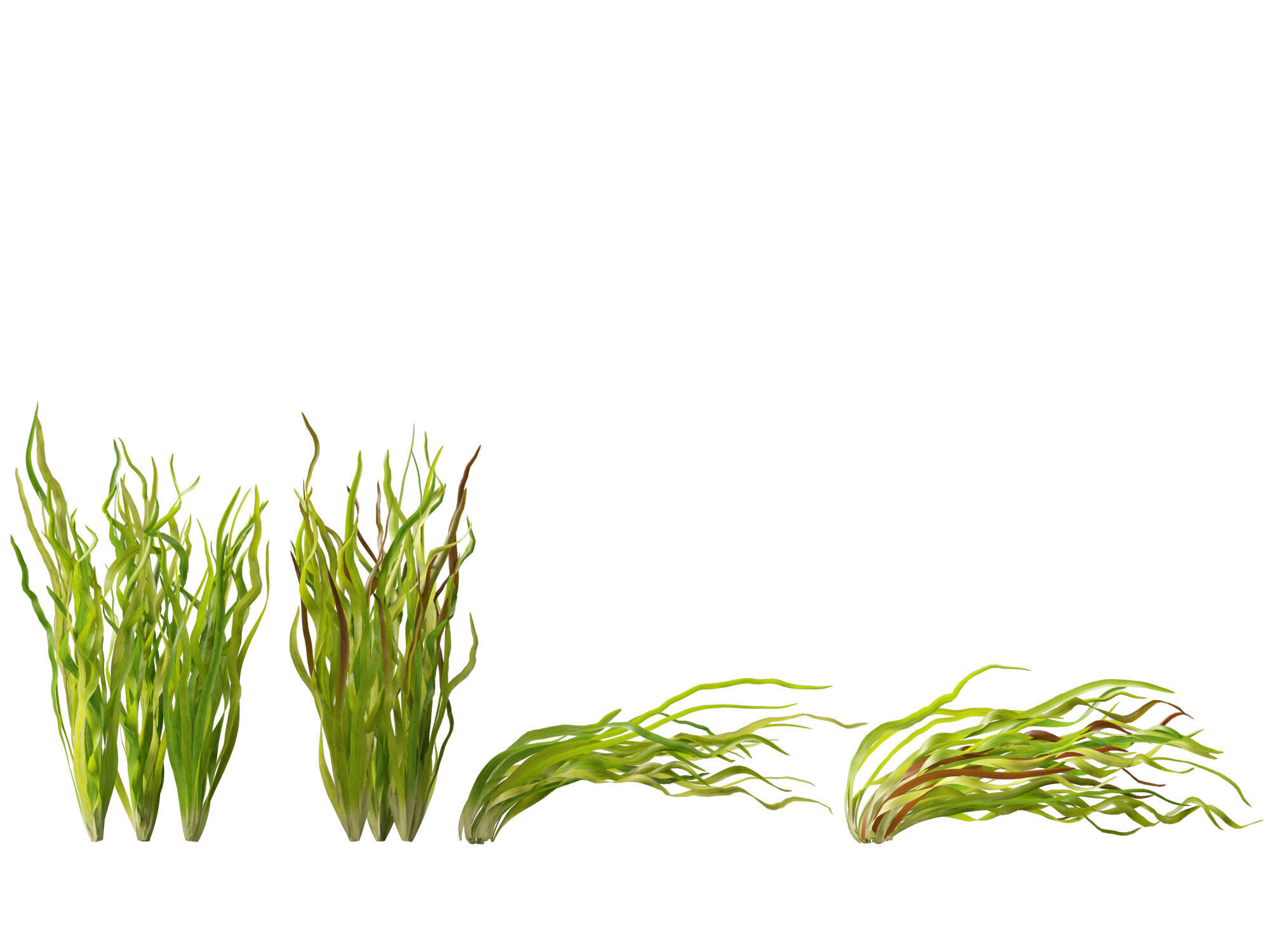 Highpoly LowPoly -  Vallisneria americana - eelgrass Low-poly 3D model_11