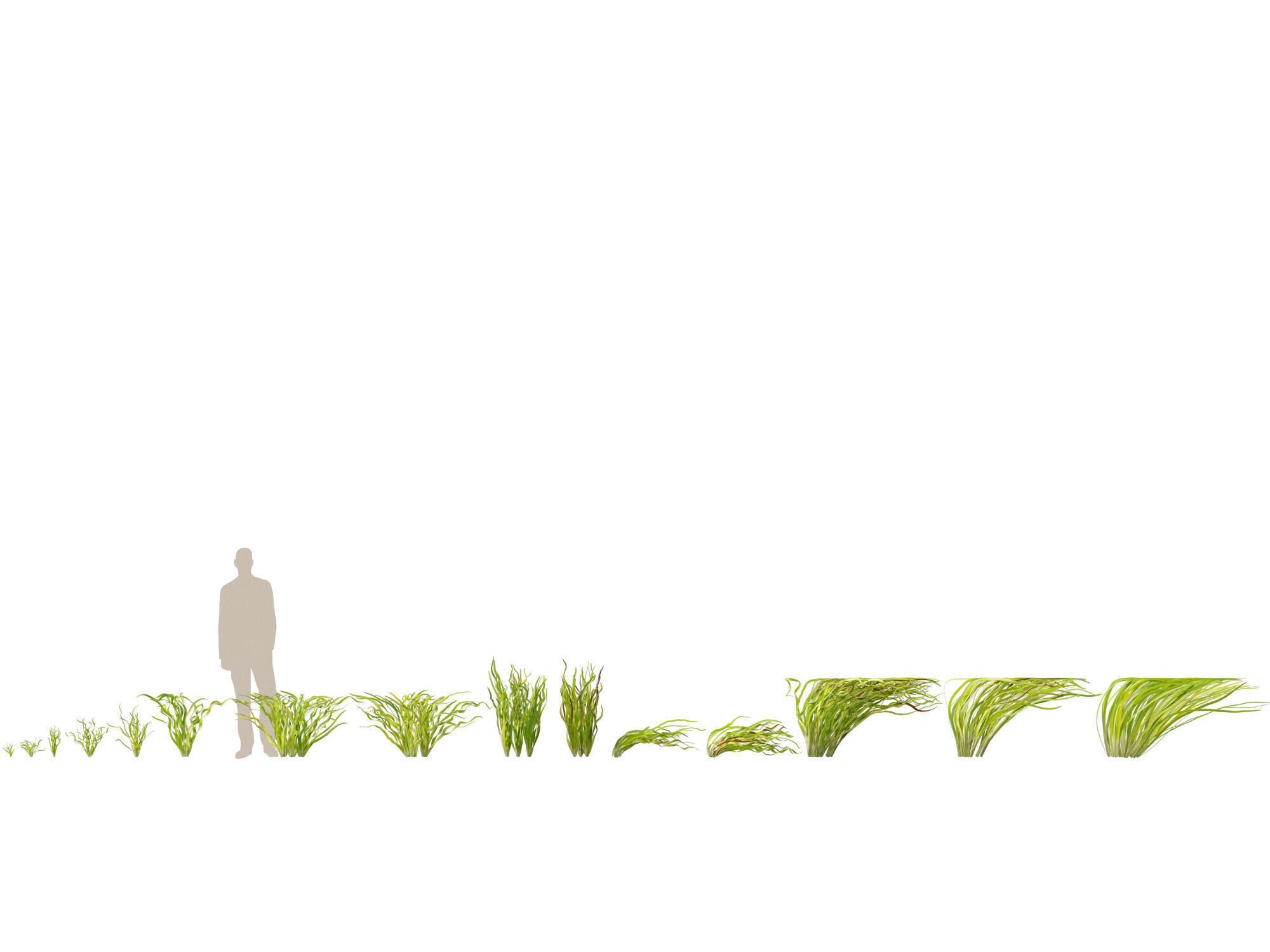 Highpoly LowPoly -  Vallisneria americana - eelgrass Low-poly 3D model_1