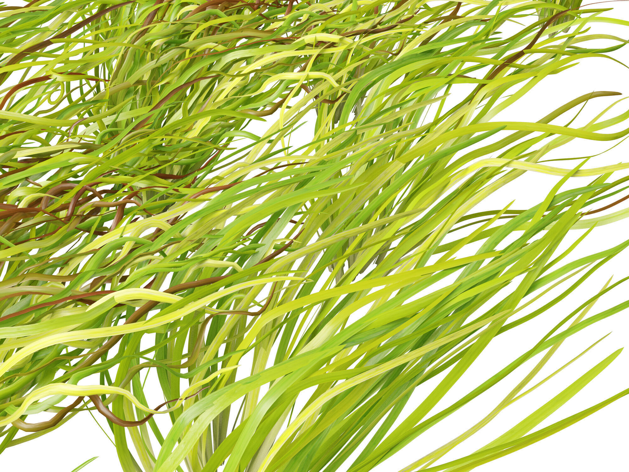 Highpoly LowPoly -  Vallisneria americana - eelgrass Low-poly 3D model_4