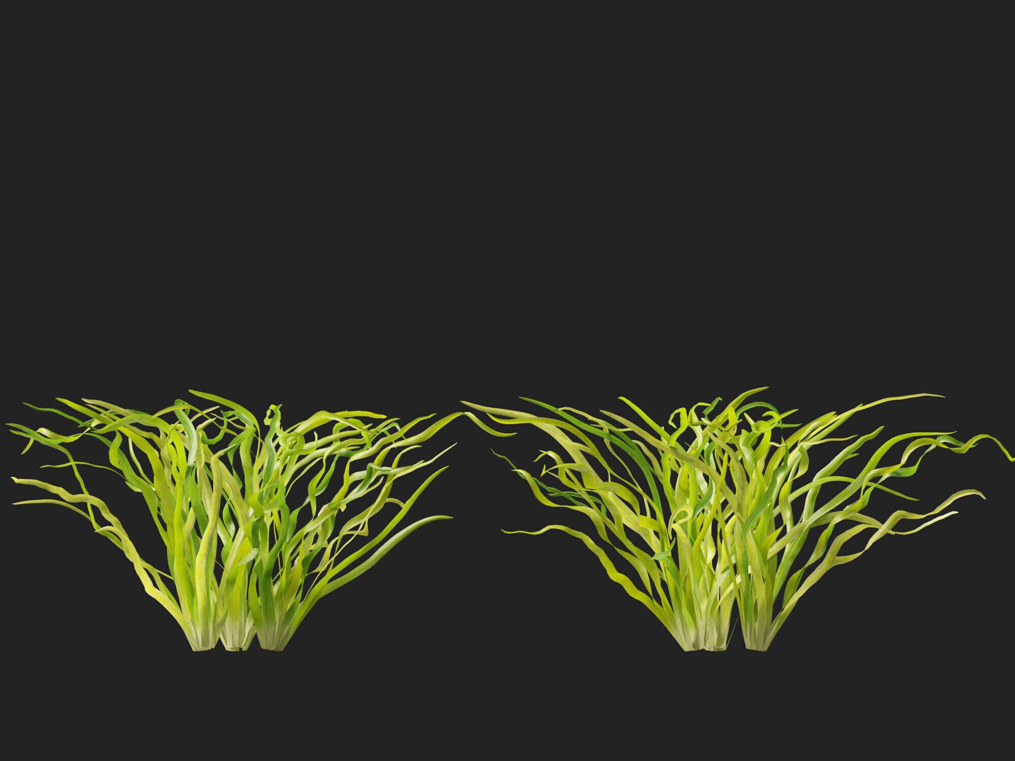 Highpoly LowPoly -  Vallisneria americana - eelgrass Low-poly 3D model_10