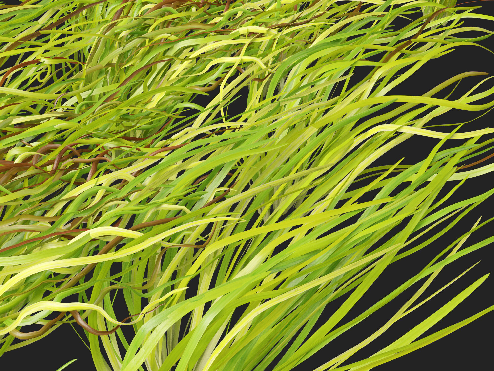 Highpoly LowPoly -  Vallisneria americana - eelgrass Low-poly 3D model_5