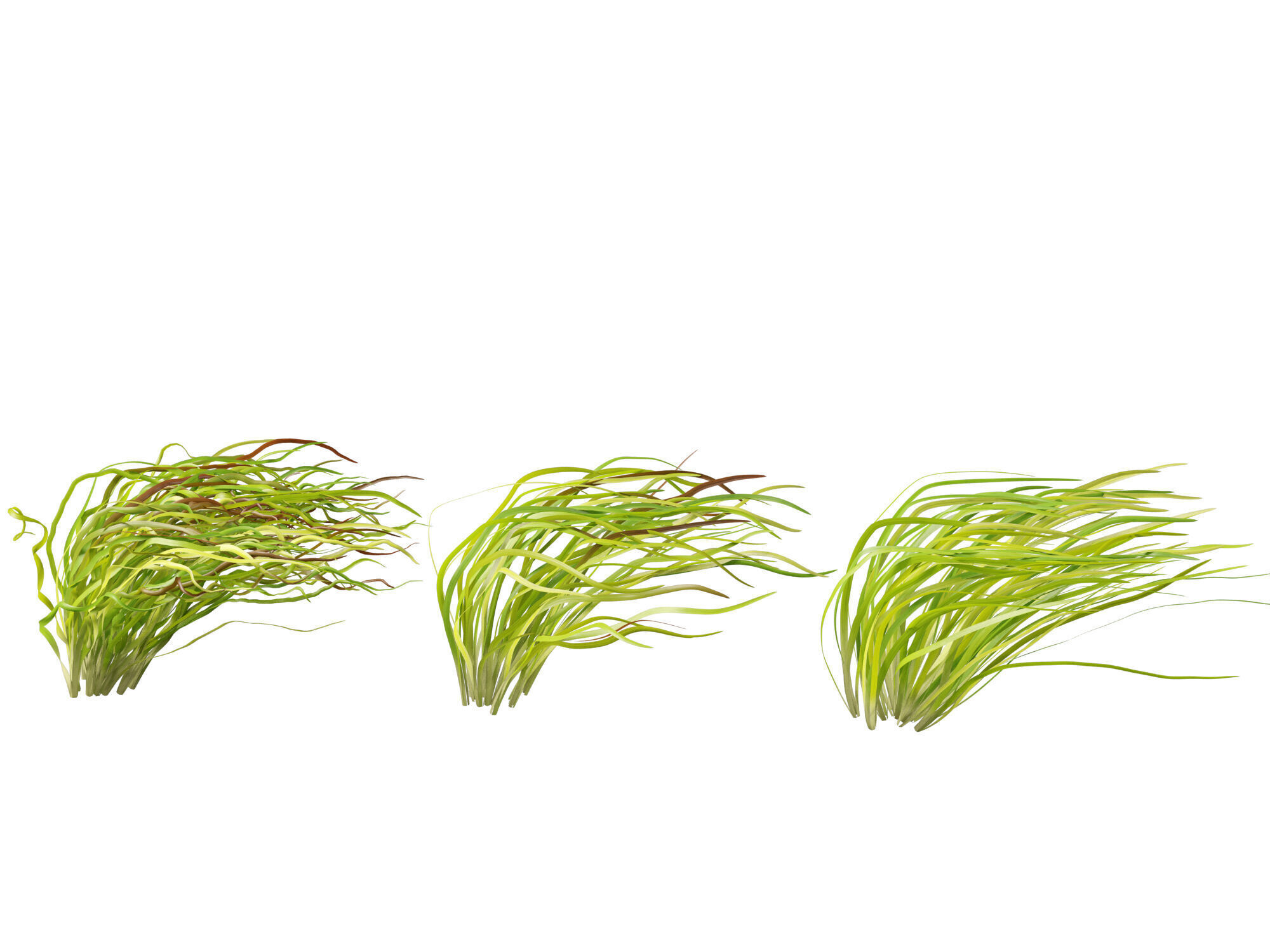 Highpoly LowPoly -  Vallisneria americana - eelgrass Low-poly 3D model_13