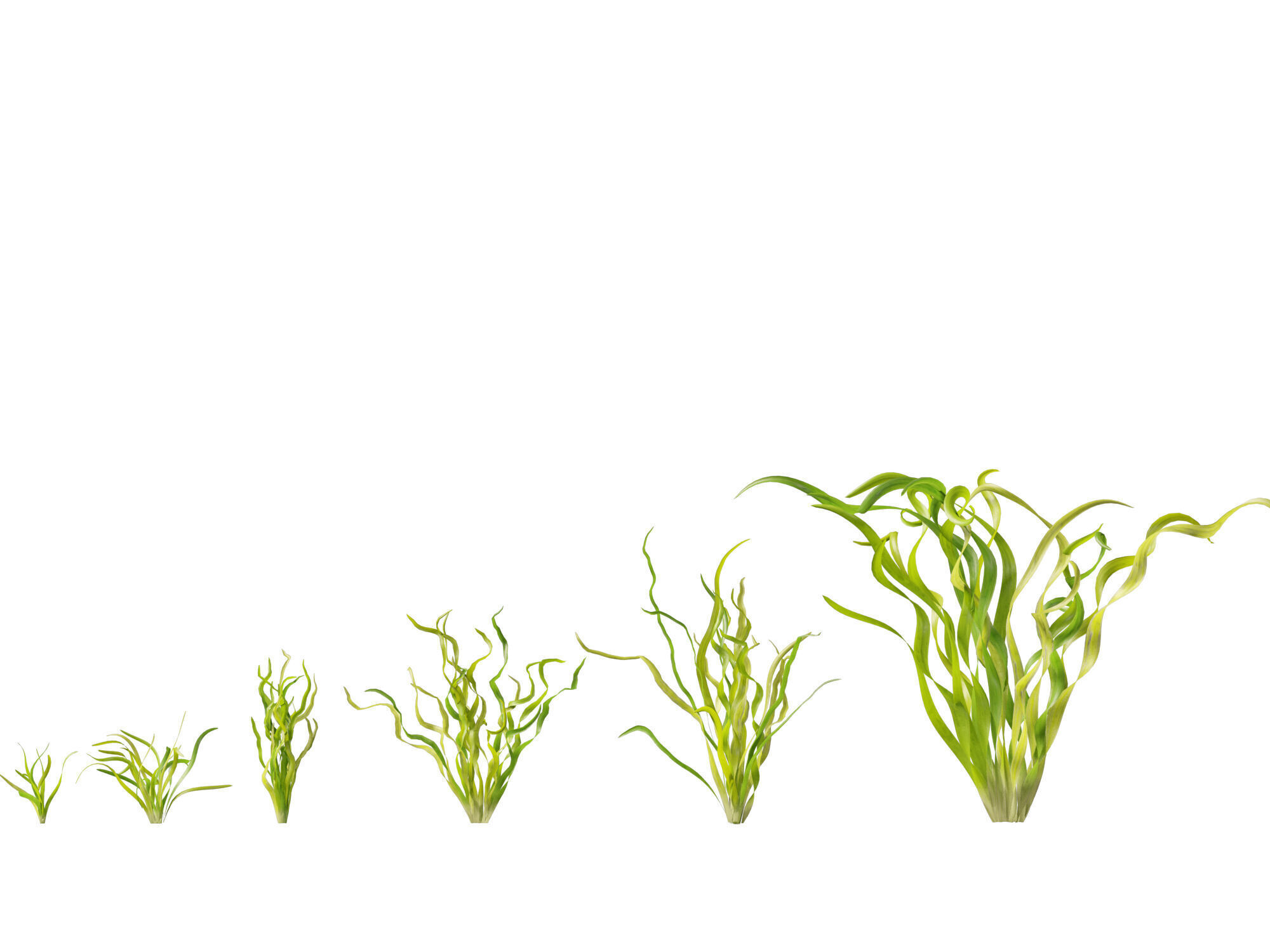 Highpoly LowPoly -  Vallisneria americana - eelgrass Low-poly 3D model_7