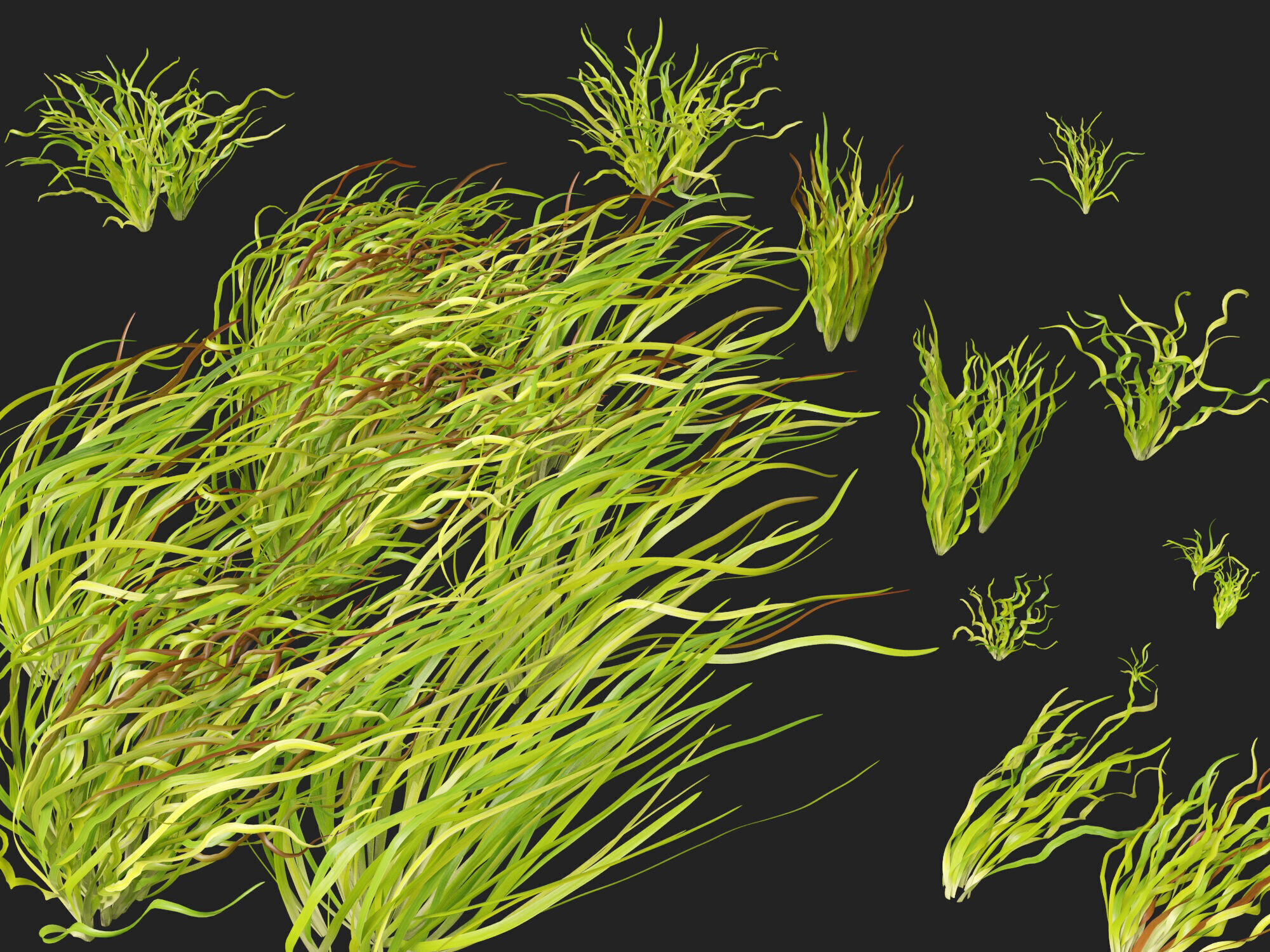 Highpoly LowPoly -  Vallisneria americana - eelgrass Low-poly 3D model_3