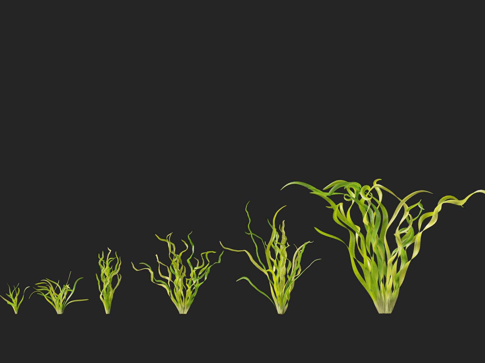 Highpoly LowPoly -  Vallisneria americana - eelgrass Low-poly 3D model_8