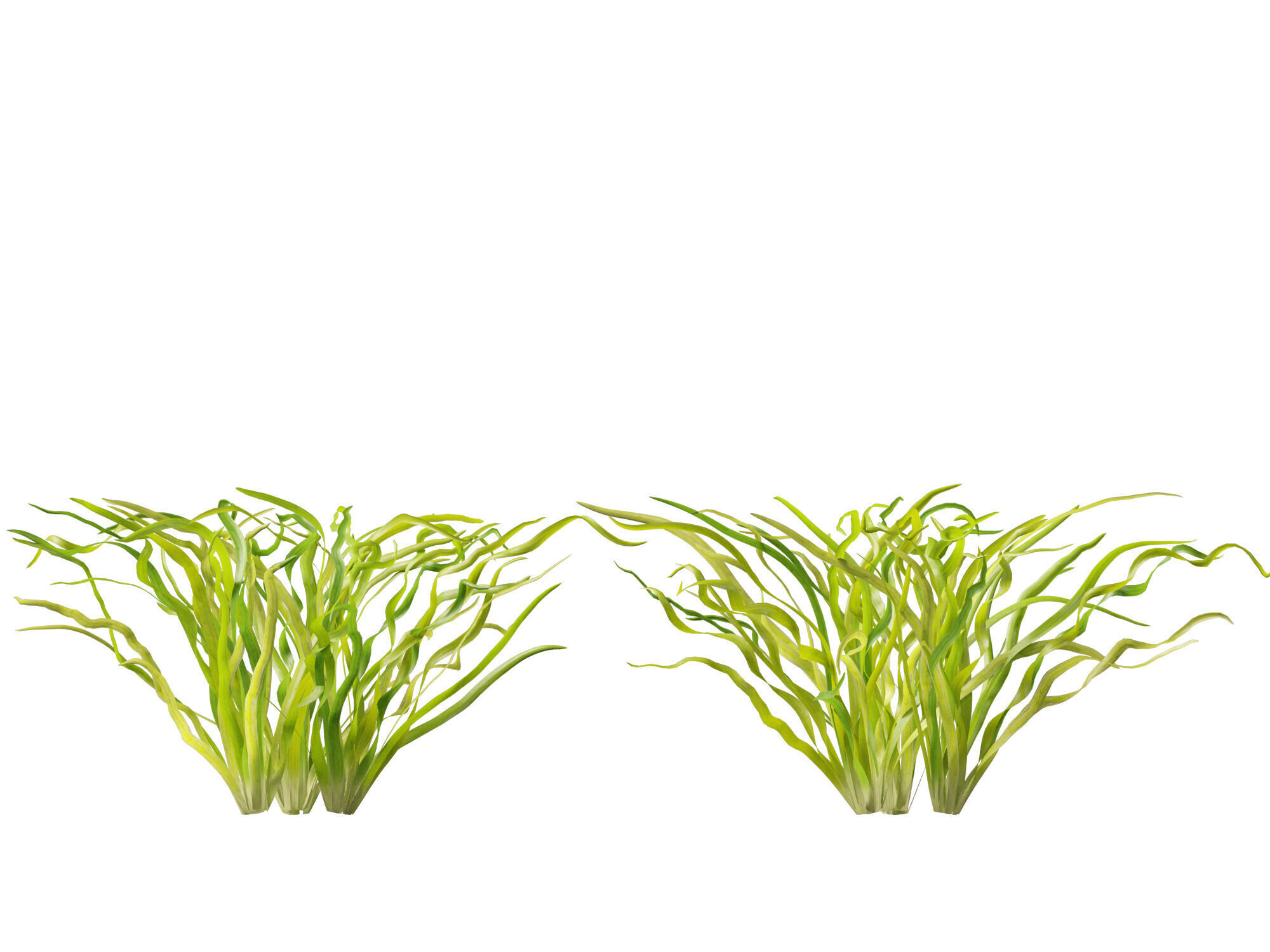 Highpoly LowPoly -  Vallisneria americana - eelgrass Low-poly 3D model_9