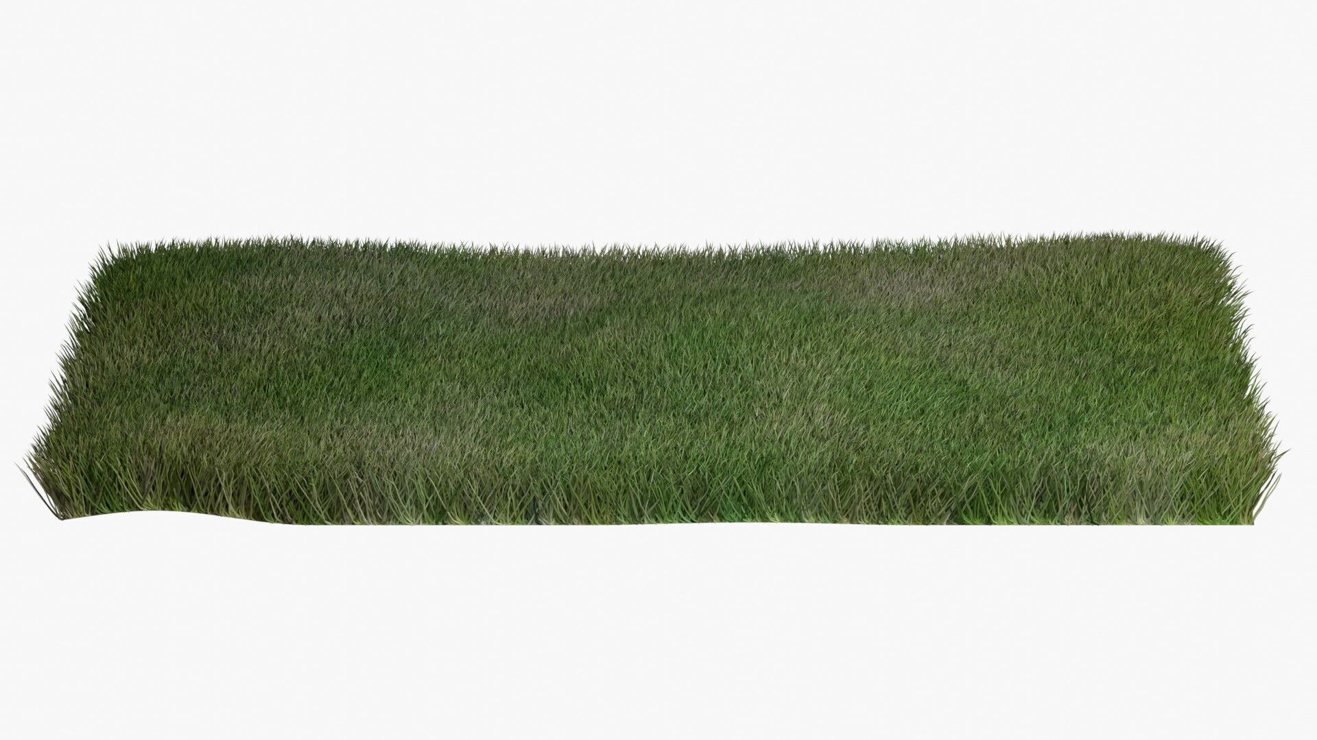 Warm Season Grass Free low-poly 3D model_0