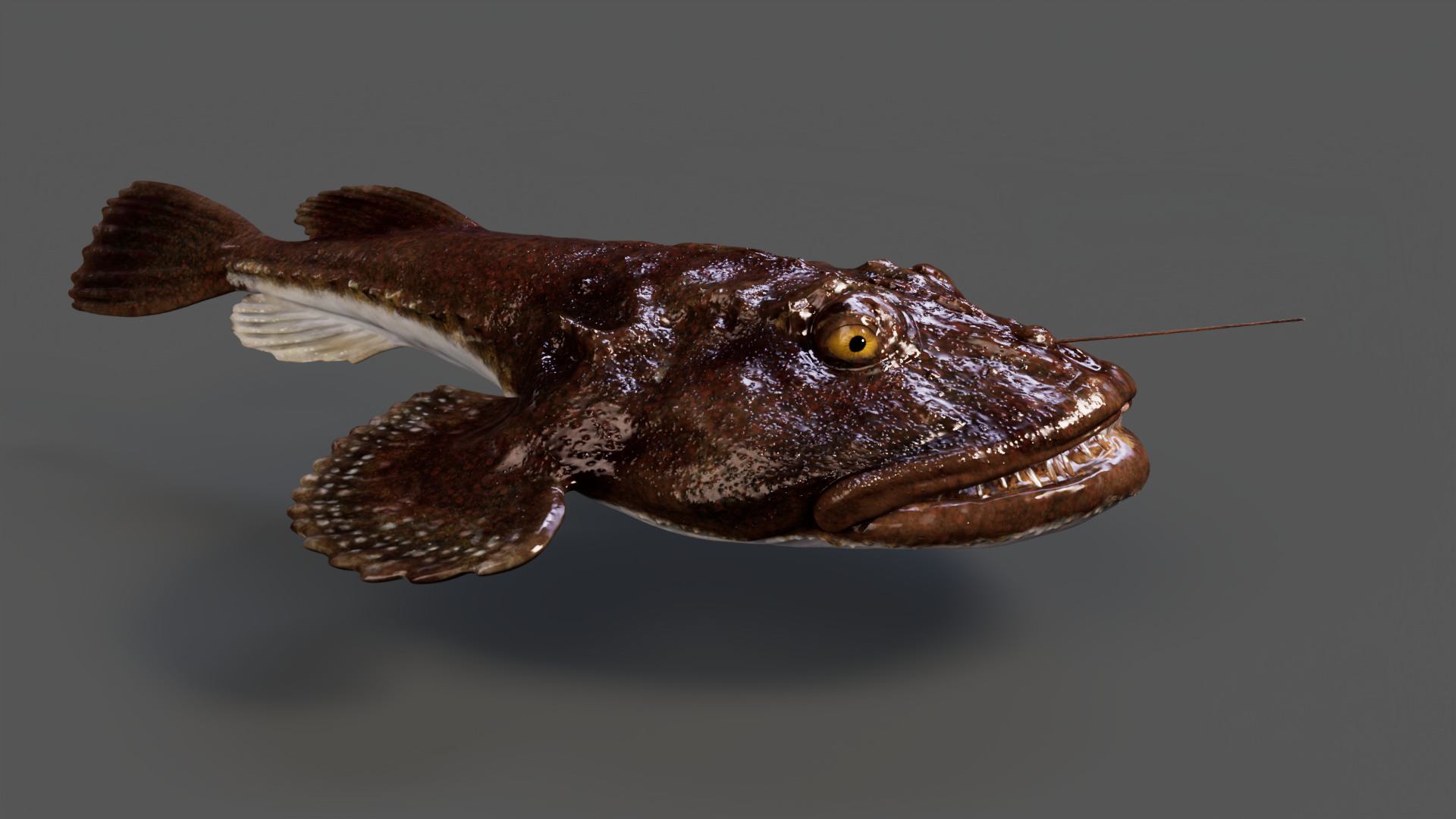 European angler Animated 3D model_7