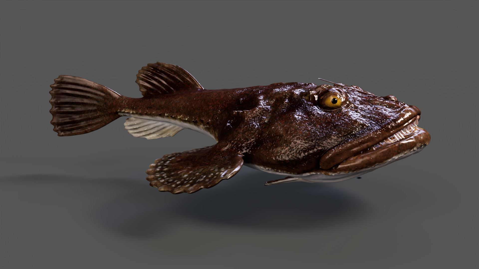European angler Animated 3D model_4