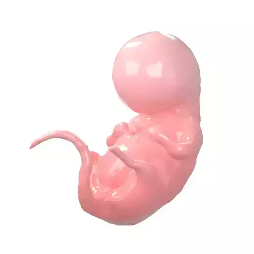 Human embryo V1 001